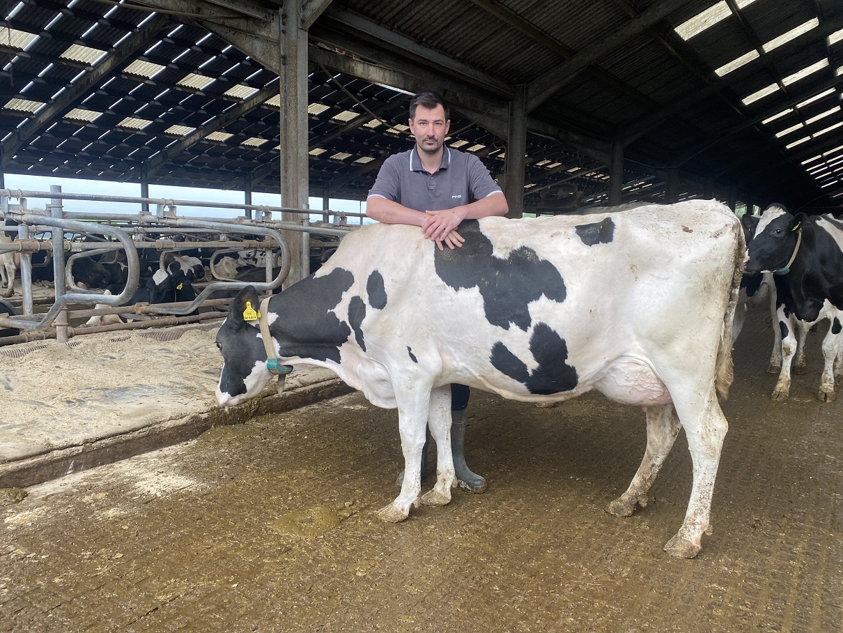 Dairy farmer stood behind a cow in a cubicle shed